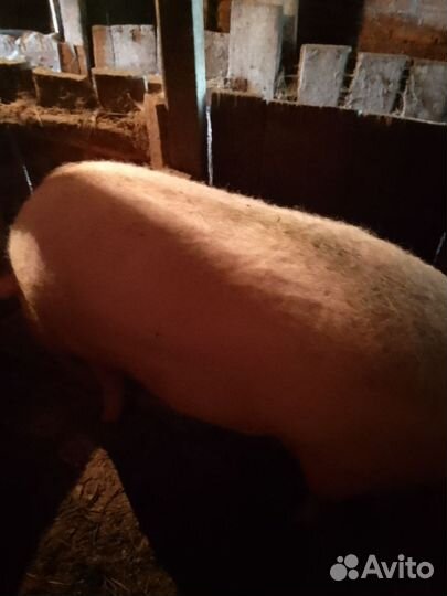 Продам свинью