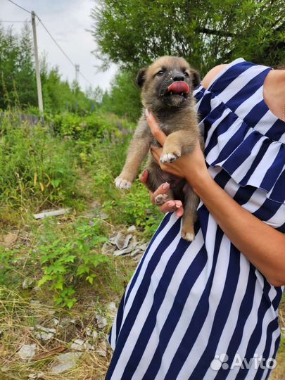 Мальчюганы