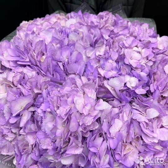 Букет из 11 фиолетовых гортензий