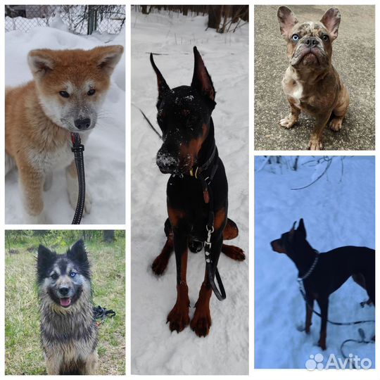 Дрессировка и воспитание собак, кинолог