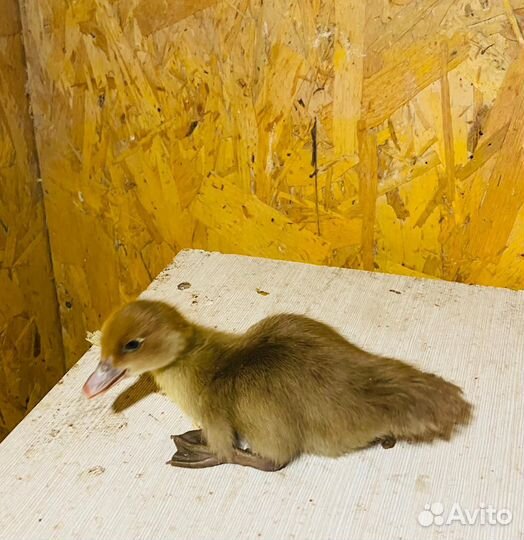 Мускусные утки тяжелые линии