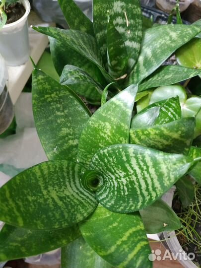 Сансевиерия Ханни. Крупные, маточные растения