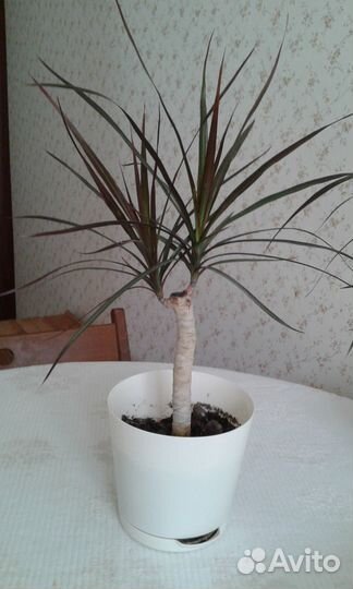 Драцена маргината