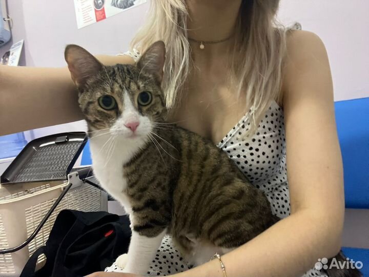 Ласковая кошка