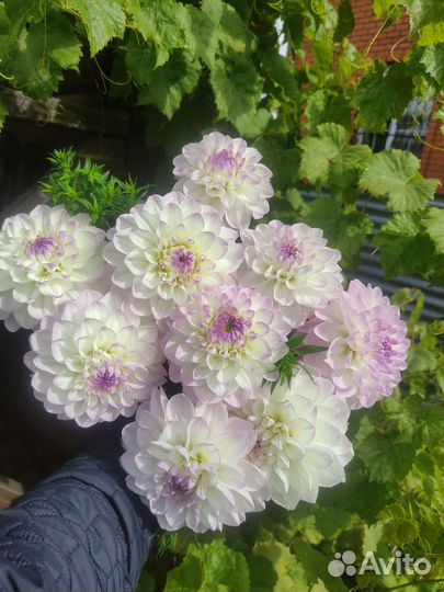 Букет георгины