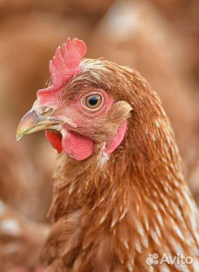 Куры молодки, живая птица