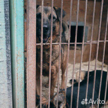 Добряк Джеффри