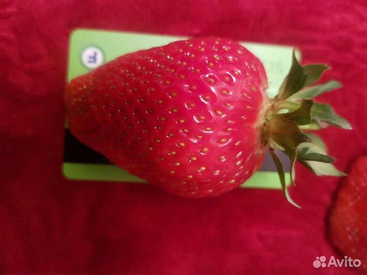 Клубника рассада