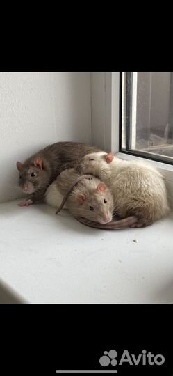 Крыса домашняя с клеткой и всем необходимым