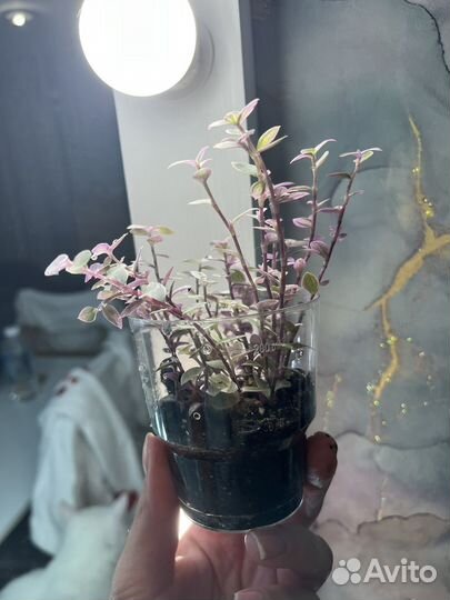 Традесканция розовая пантера