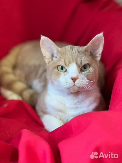 Продаётся кот