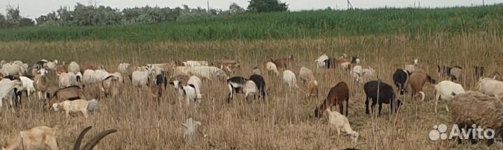 Козы козлы кастраты бараны на мясо