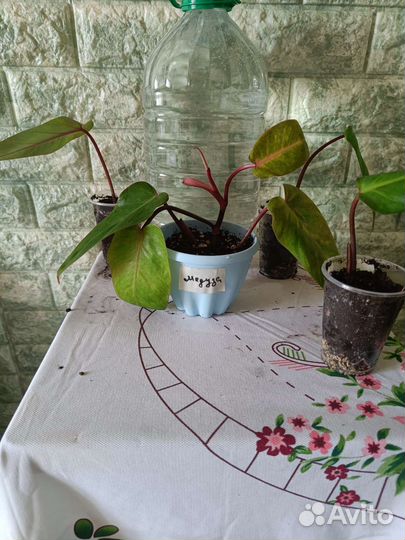 Филодендрон. Аглаонема