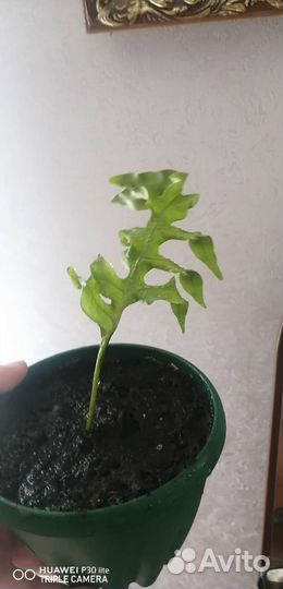 Папоротник микросорум