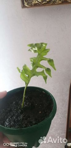 Папоротник микросорум