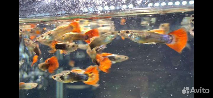 Аквариумные рыбки гуппи