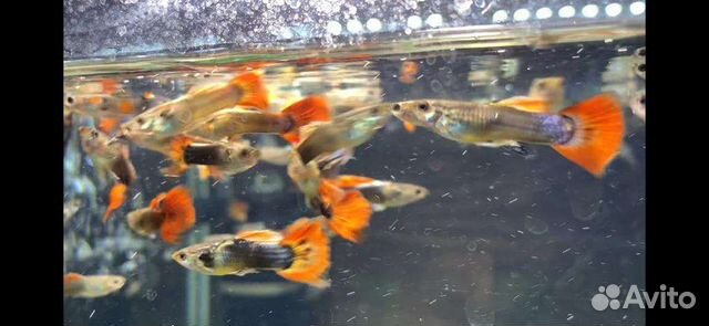 Аквариумные рыбки гуппи