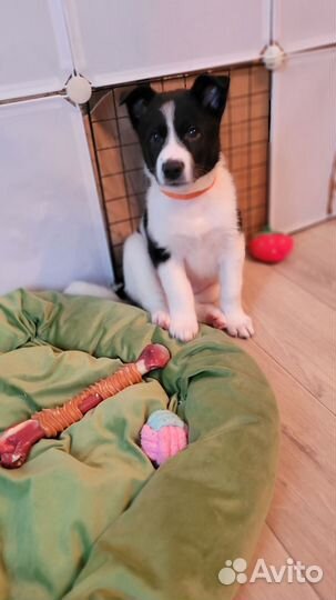 Щенок в добрые руки (девочка)