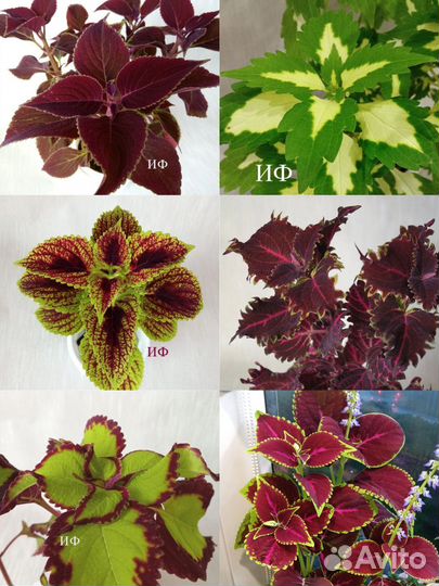 Колеусы (листай фото) для дома и дачи