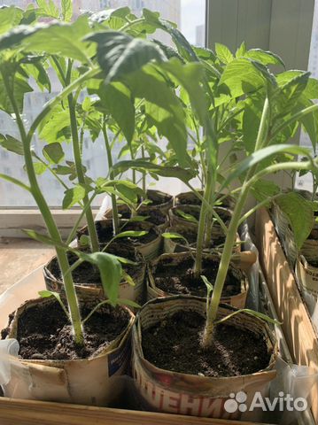 Рассада томатов, перцев