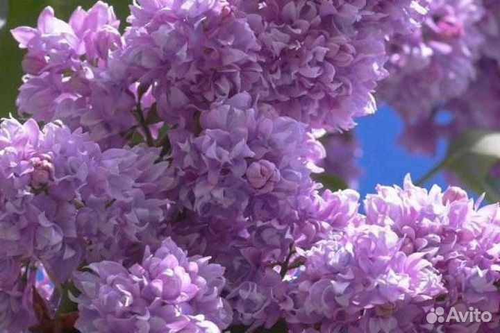 Сирень Айгуль