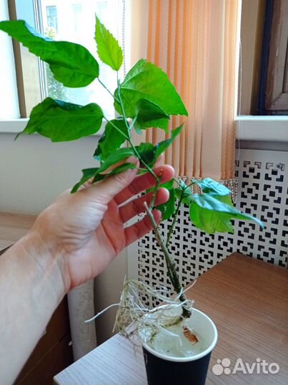 Гибискус травяной