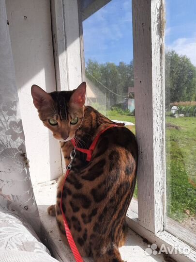 Бенгальская кошечка