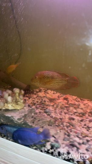 Акара бирюзовая