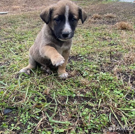 Собаки в добрые руки