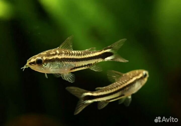 Аквариумные рыбки Свое разведение