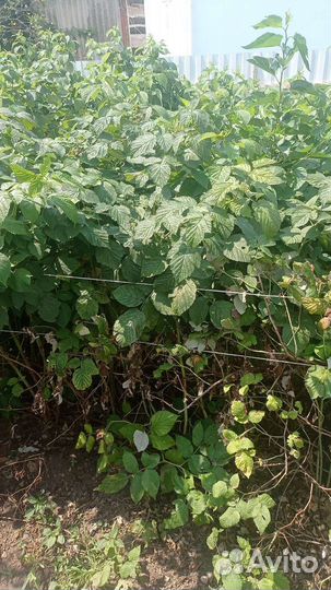 Саженцы малины гигант московский