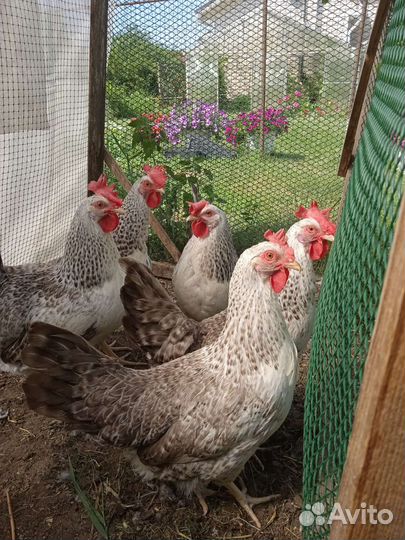 Яйцо инкубационное, петухи