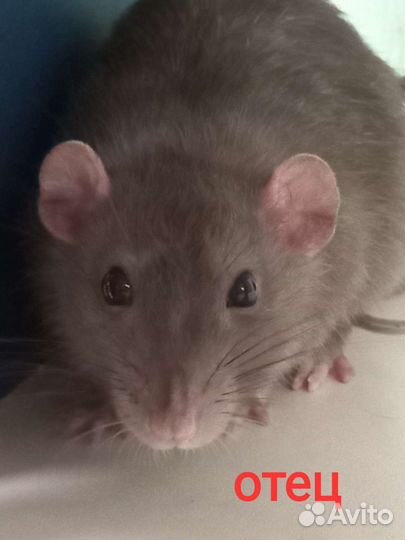 Крыса Дамбо на вязку