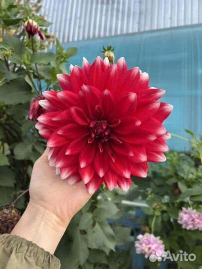 Георгины клубни