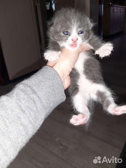 Кошка в дар бесплатно