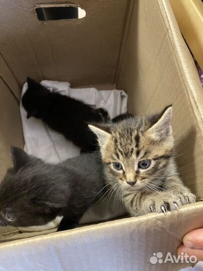 Котята в добрые руки бесплатно