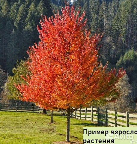 Клен канадский - саженецы