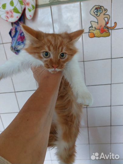 Котенок в добрые руки