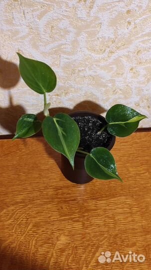 Цветы комнатные