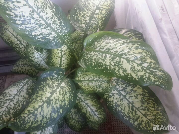 Диффенбахия Soguiana