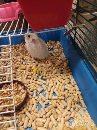 Джунгарский хомяк с клеткой