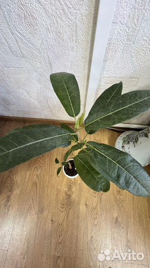 Фикус ингенс