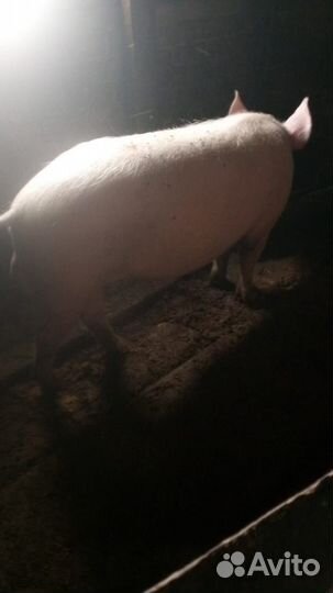 Свинья не кастрированнная