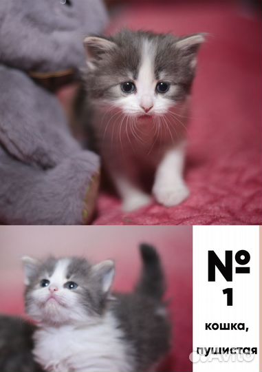 Котята пушистые