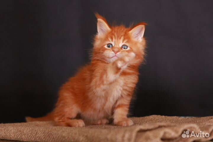 Котенок мейн-кун, мальчик