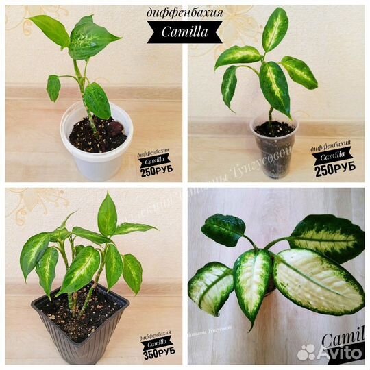 Комнатные цветы,ароидные и др