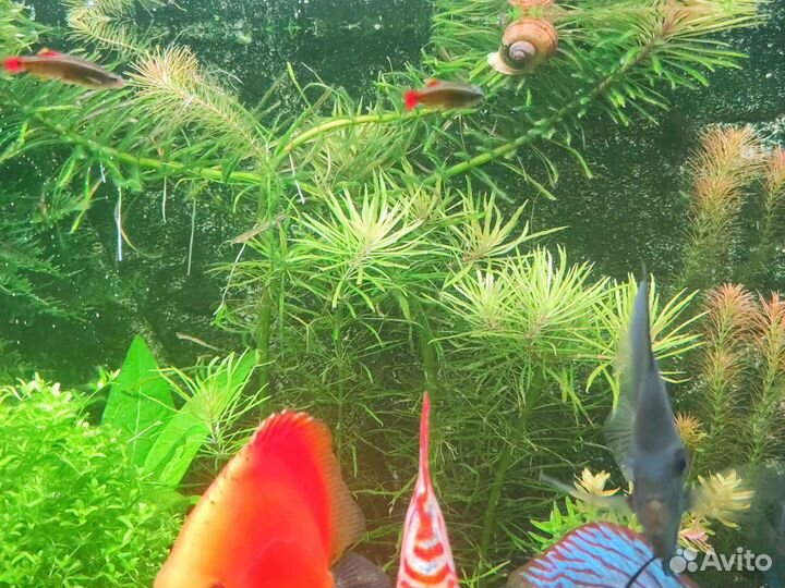 Аквариумные растения