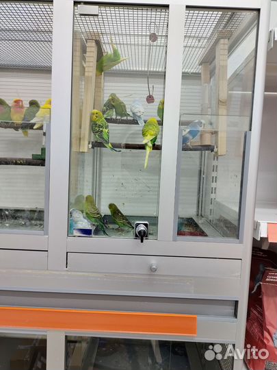 Попугаи разные