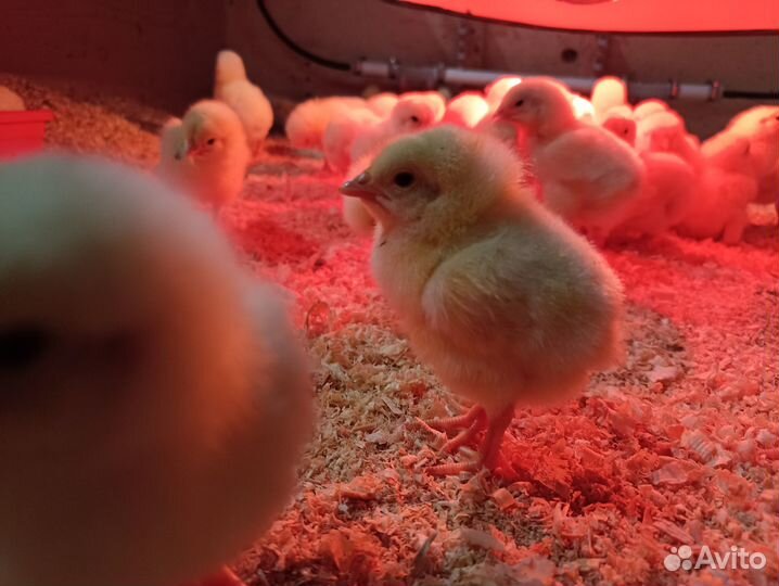 Гусята, утята, цыплята