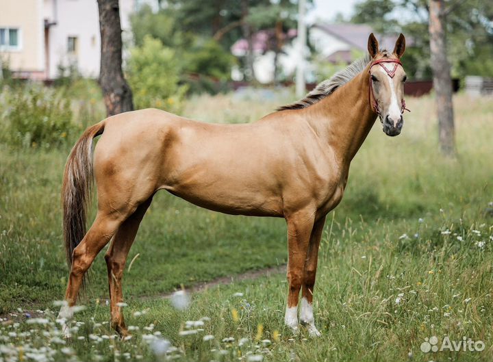 Лошадь кобыла